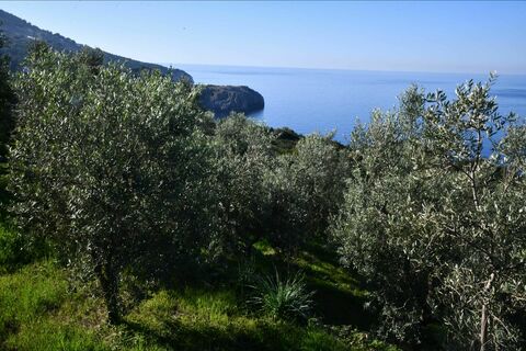 Olio: da Anacapri a Trieste sbarca l'oro di Capri