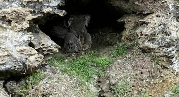 Koala intrappolato in una grotta dopo la tempesta, un uomo in kayak lo nota e gli salva la vita VIDEO