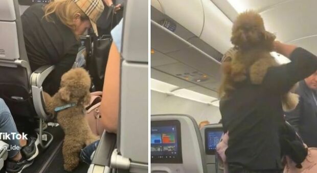 Passeggeri del volo inorriditi: il padrone lancia il barboncino da un sedile all'altro dell'aereo. Il video diventa virale sui social