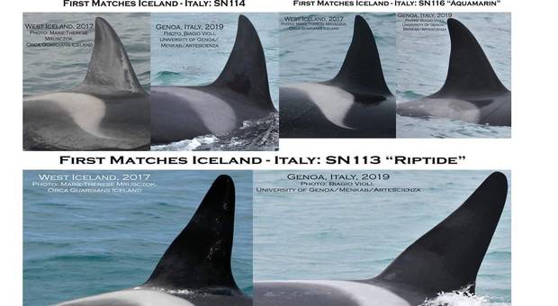Le orche di Genova arrivano dall'Islanda. La notizia e le imagini delle foto identificative diffuse da Orca Guardians Iceland su Facebook