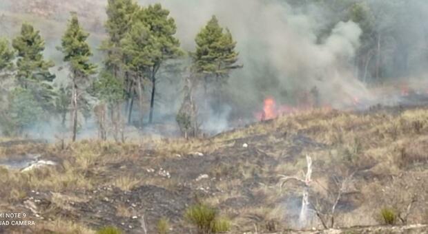 Provocano rogo nei boschi del Partenio, bruciata area di un ettaro: due denunce