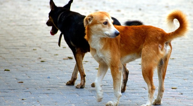 Caivano, allarme randagismo: due cani di grande taglia sbranano un cagnolino