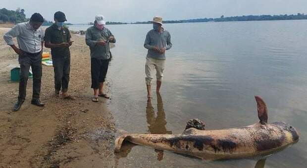 Il delfino Irrawaddy trovato morto nel Mekong cambogiano. Era l'ultimo della sua specie. (Immag diffusa dalla pagina istituzionale cambogiana Office of Cambodia su Twitter)
