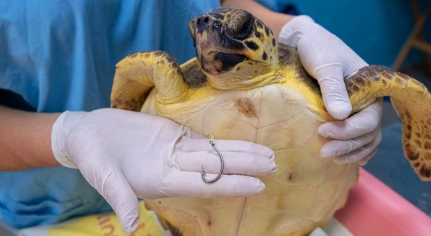 Una delle 11 tartarughe marine salvate (immag concesse da Blue Conservancy)