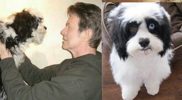 Morto Max, l'adorato cagnolino di David Bowie che aveva gli occhi come lui. (Immag da David Bowie e @p0odle_ su Instagram)