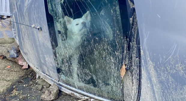 Il cane nell'auto