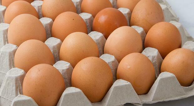 Aviaria, allarme in Gran Bretagna: uova razionate e prezzi alle stelle