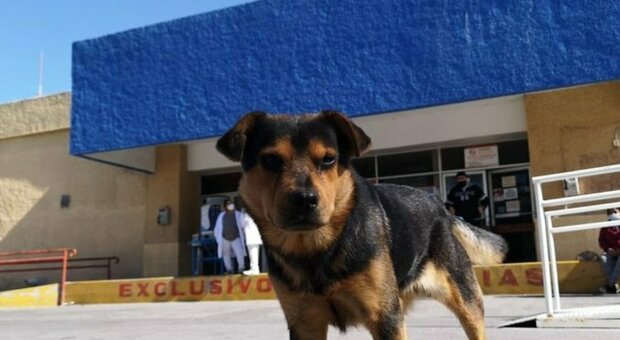 Un cucciolo aspetta fuori dall'ospedale il suo proprietario, morto più di un mese fa a causa del Covid-19