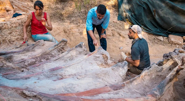 Dinosauro più grande d'Europa trovato nel giardino di casa: lo scheletro è lungo 24 metri