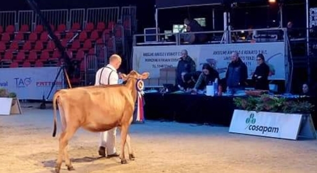 La mucca d'oro è di Sanza, un bovino valdianese trionfa a Cremona