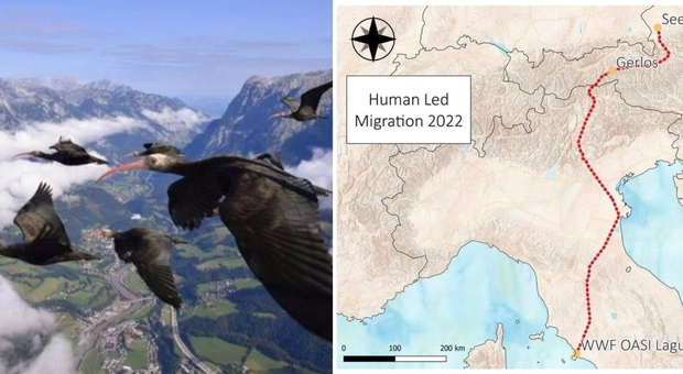 Ibis eremita scortati da ultraleggeri atterrano in Italia,