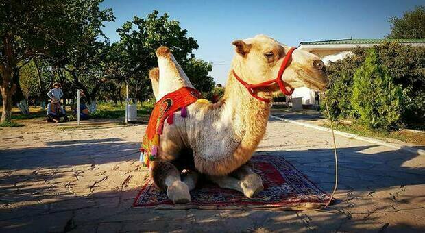Botox e lifting ai cammelli per incassare il primo (e altissimo) premio: 40 animali esclusi dal concorso di bellezza