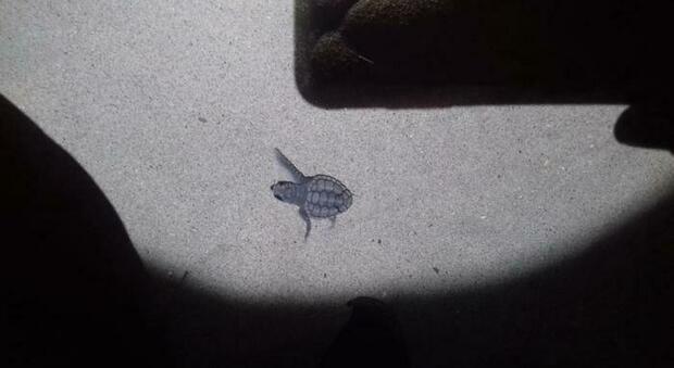 Ischia, 25 tartarughe nate sulla spiaggia della Chiaia a Forio e accompagnate in mare aperto