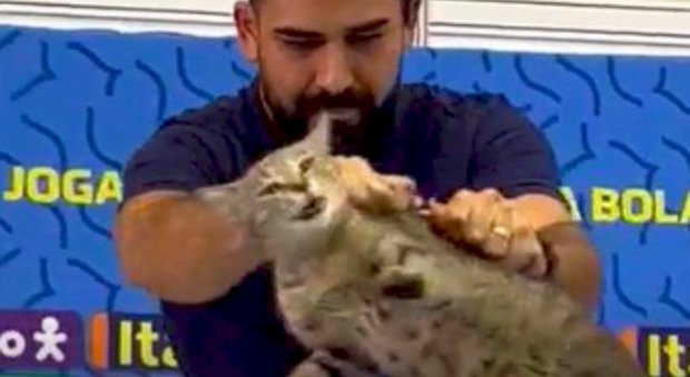 Brasile-Croazia, gattino scagliato a terra in conferenza stampa: animalisti in rivolta
