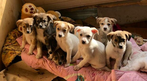 Empethy, nasce a Napoli la nuova startup per i cani abbandonati