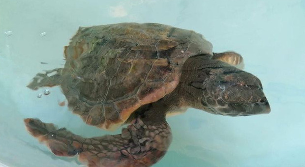 Animali, tornerà in mare la tartaruga salvata da Zoomarine: la liberazione giovedì all'isola di Palmarola