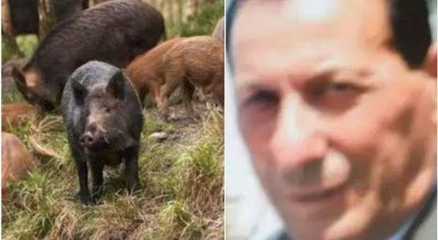 Battuta di caccia al cinghiale, 70enne scambiato per l'animale e ucciso