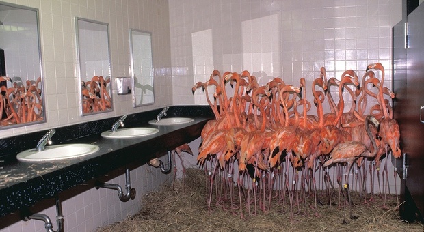 Uragano Ian, i fenicotteri rosa si nascondono in bagno: la foto è virale (e bellissima)