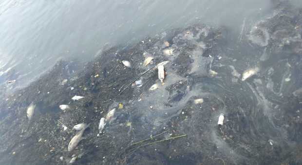 Roma, moria di pesci nel Tevere: stamattina i prelievi d'acqua della Asl