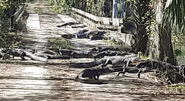 Gli alligatori invadono la strada (immag e video ripresi e diffusi sui social da Rhonda Sotack)