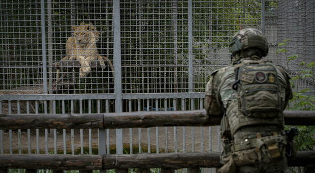 Putin, l'esercito russo ha mangiato gli animali allo zoo di Yampil (nel Donesk) per sopravvivere