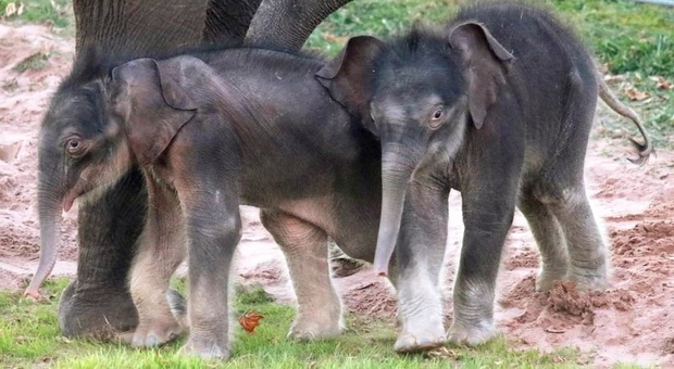 Gli elefantini gemelli (immag diffuse sui social dal Rosamond Gifford Zoo)