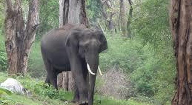 Elefante uccide cinque persone in 24 ore: andrà in esilio nella foresta