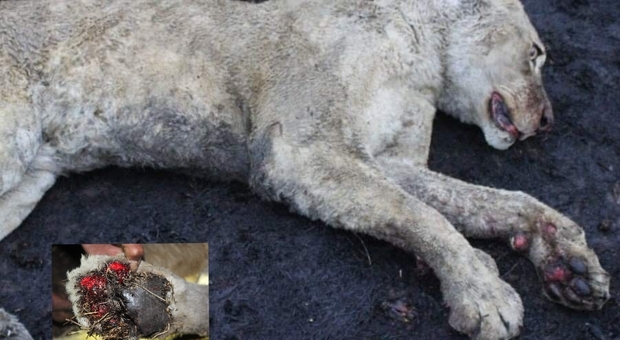 Uno dei leoni uccisi (immag diffusa da SPCA e The South African)
