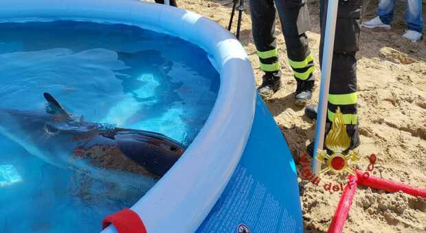 Morto il delfino trovato a Torre del Cerrano e salvato con una piscina gonfiabile