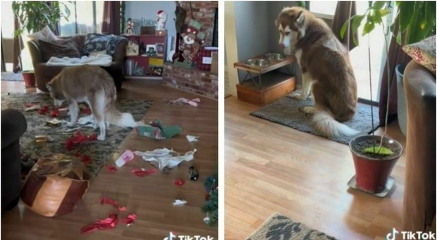 Si sveglia e trova i regali di Natale sotto l'albero distrutti dal cane, il video è virale