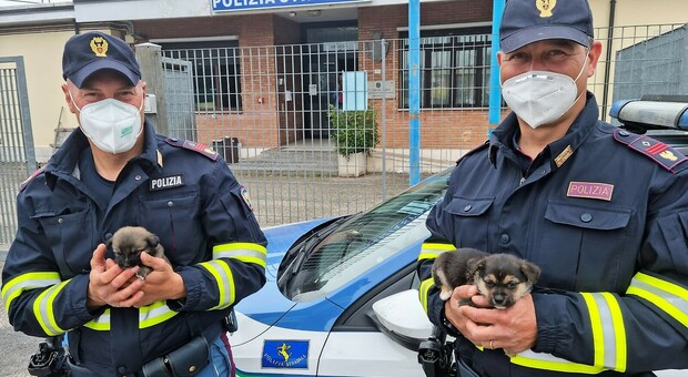 Agenti della polizia stradale salvano cuccioli che vagavano lungo l'autostrada