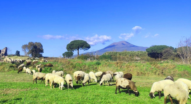 Pecore nell'area verde della città antica di Pompei