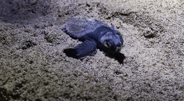 Cilento, nuova schiusa ad Acciaroli: il nido della tartaruga non era segnalato