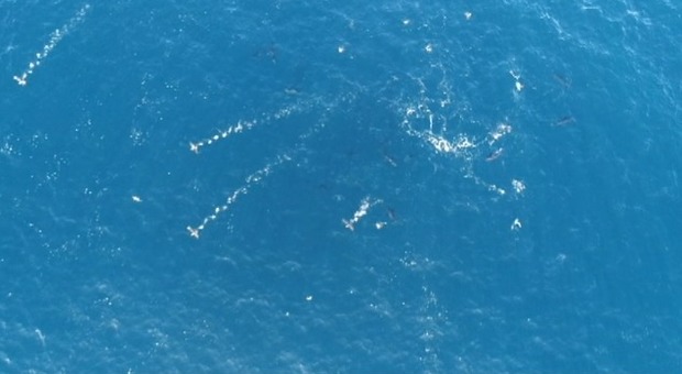 La guerra dei tonni nel golfo di Napoli