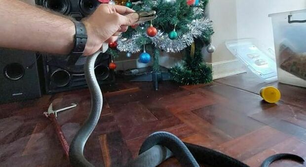 Trovano un serpente velenoso (e letale) sotto l'albero di Natale. Il racconto choc: «Era lungo 2 metri»