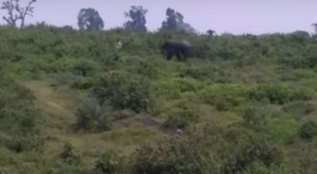 Scatta un selfie con l'elefante, l'animale lo uccide schiacciandolo