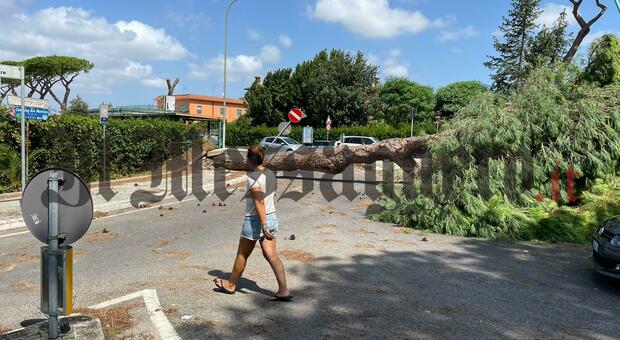 Tromba d'aria sul litorale tra Latina e Sabaudia: alberi caduti, danni e disagi