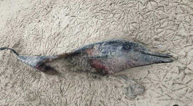 Uno dei delfini trovati sfilettati sulla spiaggia francese (immag diffuse da Sea Shepherd France)