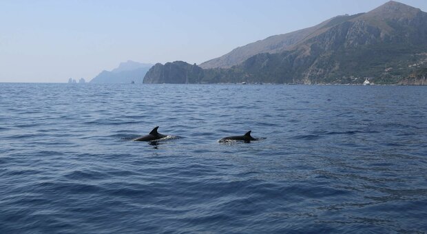 Sorrento, corso per 50 nuovi avvistatori di delfini nell'area marina di Punta Campanella: «Formiamo esperti»