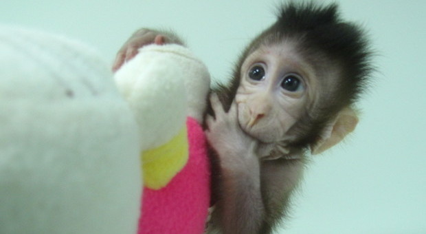 Scimmie modificate con geni umani in Cina, dubbi etici e genetici: «Sono più intelligenti»