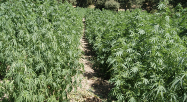 Caserta, scoperte piantagioni illegali di cannabis: domiciliari per il responsabile