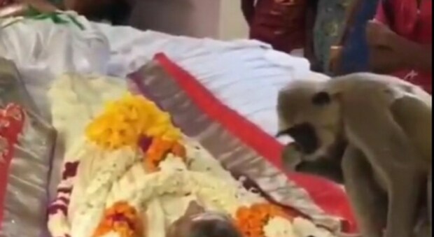 Scimmietta partecipa al funerale del guardiano dello zoo e tenta di svegliarlo