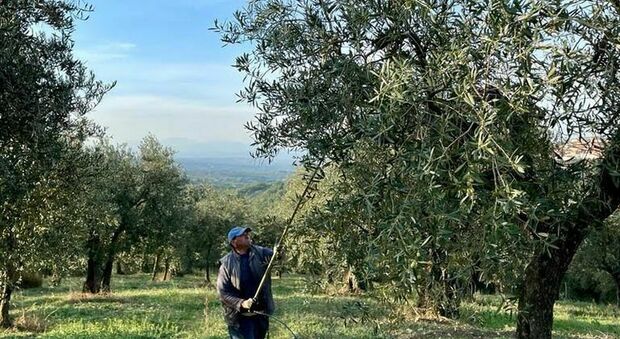 San Martino, un mese dedicato alla raccolta delle olive