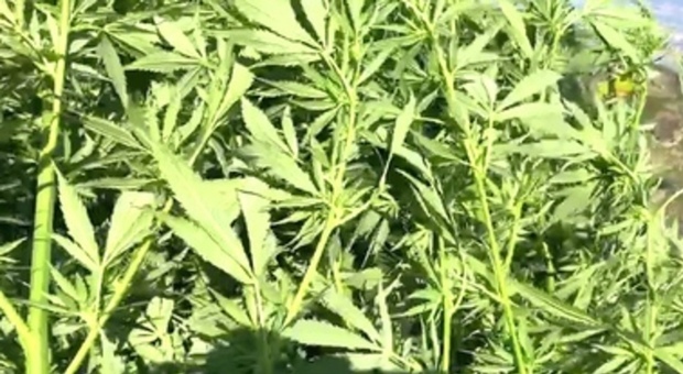 Caivano, scoperta piantagione di cannabis: arrestato pusher 21enne