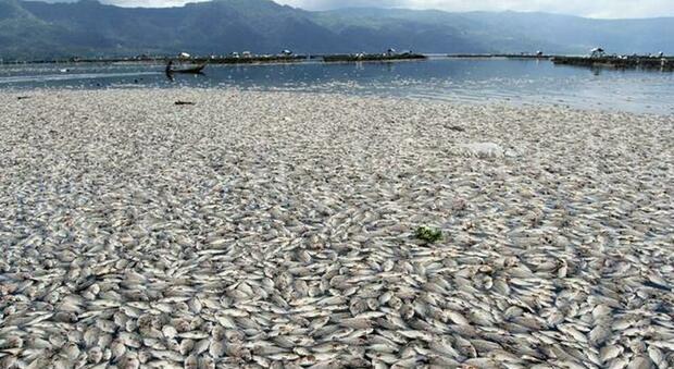 Almeno 40 tonnellat e di pesci morti compaiono sulle rive di un lago artificiale in Libano