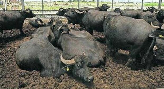 Brucellosi, gli allevatori bufalini annunciano una nuova protesta