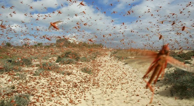 Invasione di cavallette in Sardegna. Chiesto lo stato di calamità naturale. (immagine pubbl da Ansa)