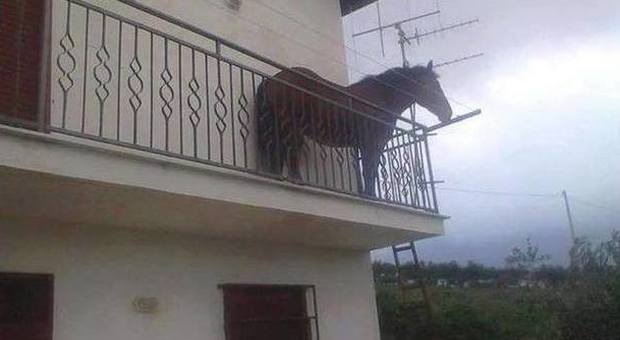 Cavallo in balcone