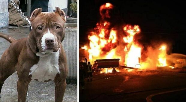 Pitbull eroe salva la vita alla padroncina di 15 anni ma muore tra le fiamme dell'incendio della casa
