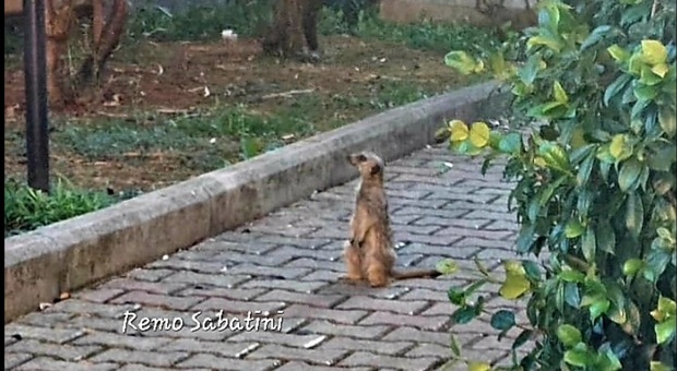 Un suricato per le strade di Roma, rintracciata la proprietaria